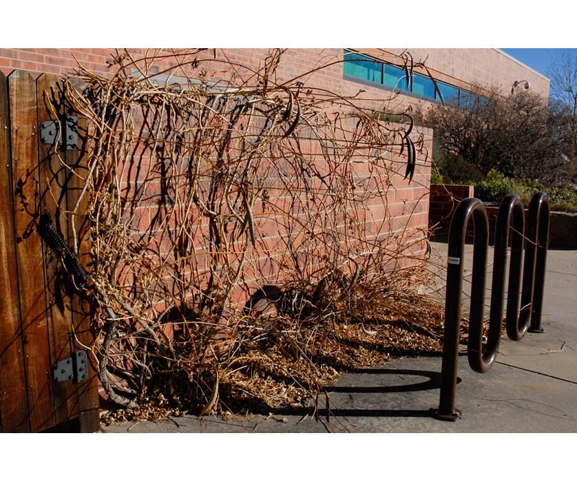Trumpet Vine